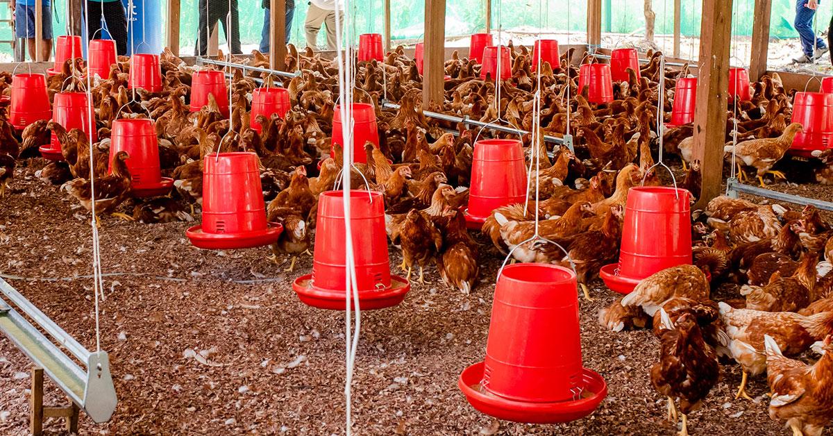 Familias de Loreto se beneficiarán con proyecto productivo de crianza de aves menores