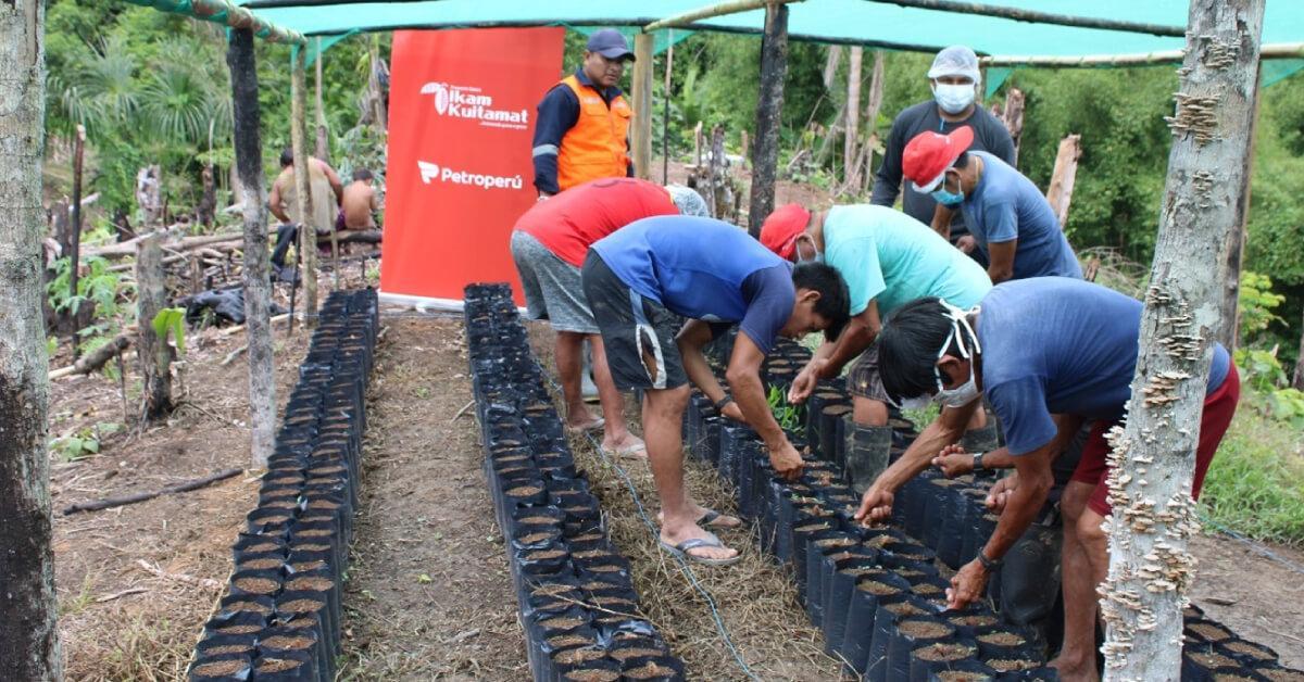 Awajun communities implement plant nurseries for the production of cocoa