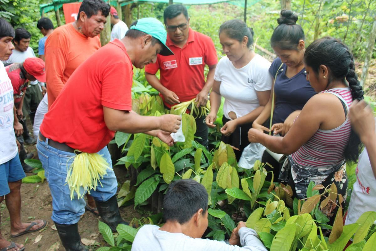 Peruvian cocoa wins co-financing from competition funds